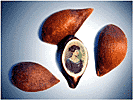 Микроминиатюра. Портрет Анны Ахматовой на зёрнышке яблока. Самая маленькая