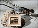 Микроминиатюра с картины В.А. Серова. Самая маленькая в мире